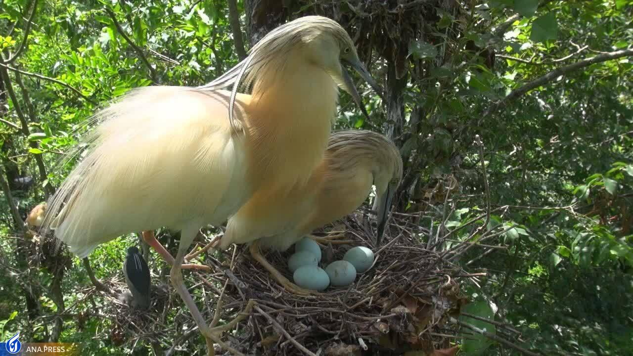 در تولید مستند حیات وحش به دروازههای جهانی رسیدهایم/ عزم «سفر به البرز وحشی» برای درخشش در جشنواره هفدهم حقیقت در تولید مستند حیات وحش به دروازههای جهانی رسیدهایم/ عزم «سفر به البرز وحشی» برای درخشش در جشنواره هفدهم حقیقت