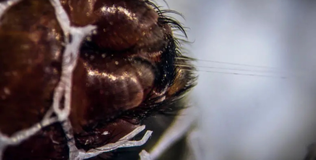 راز استحکام ابریشم عنکبوت فاش شد/ ابریشم های مصنوعی اَبَر قدرتمند در راهند راز استحکام ابریشم عنکبوت فاش شد/ ابریشم های مصنوعی اَبَر قدرتمند در راهند