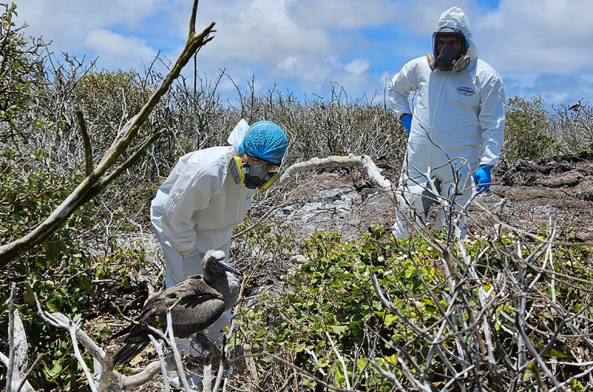 آنفلونزای خطرناک مرغی تهدیدی برای گونه‌های نادر ساکن در «اکوادور»