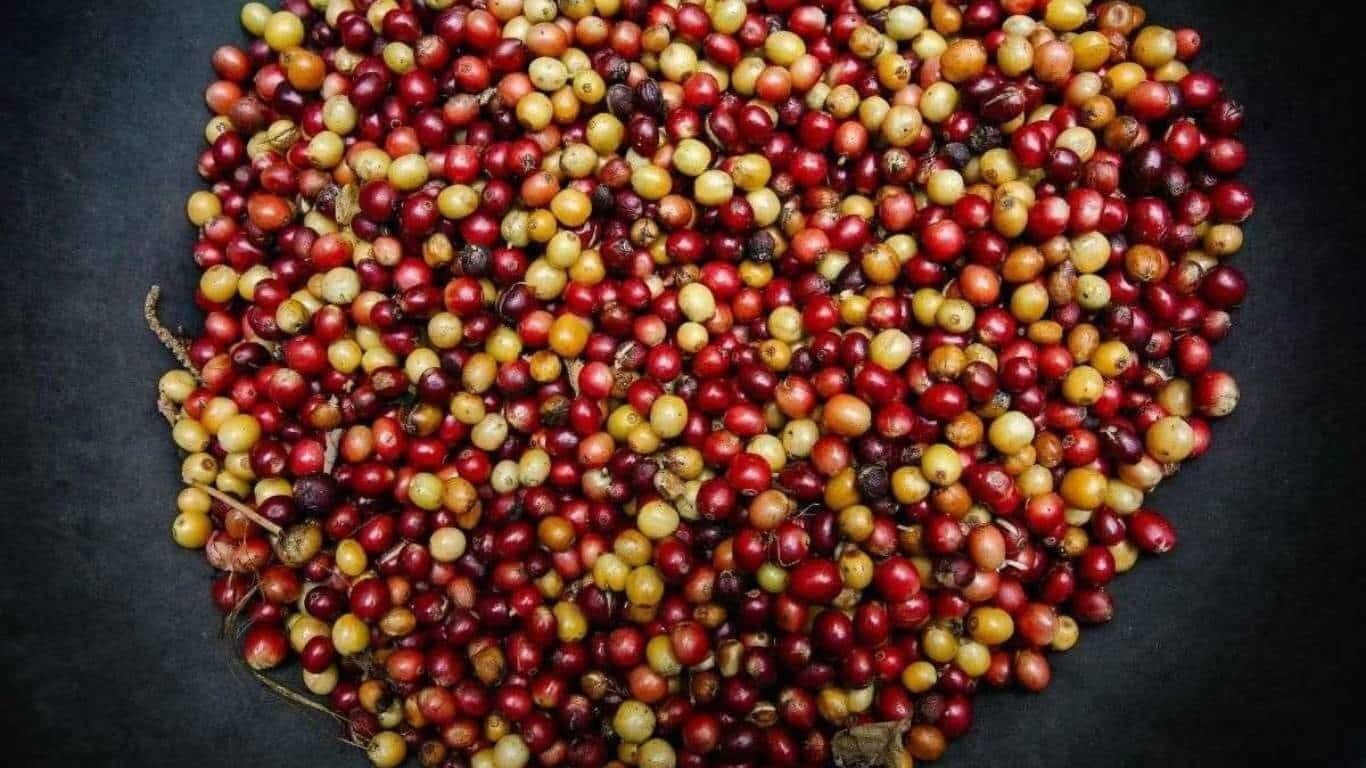 نکات موثر برای خرید قهوه