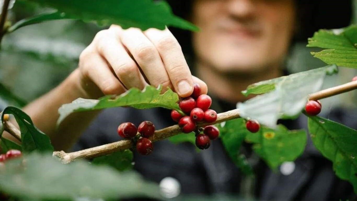 نکات موثر برای خرید قهوه