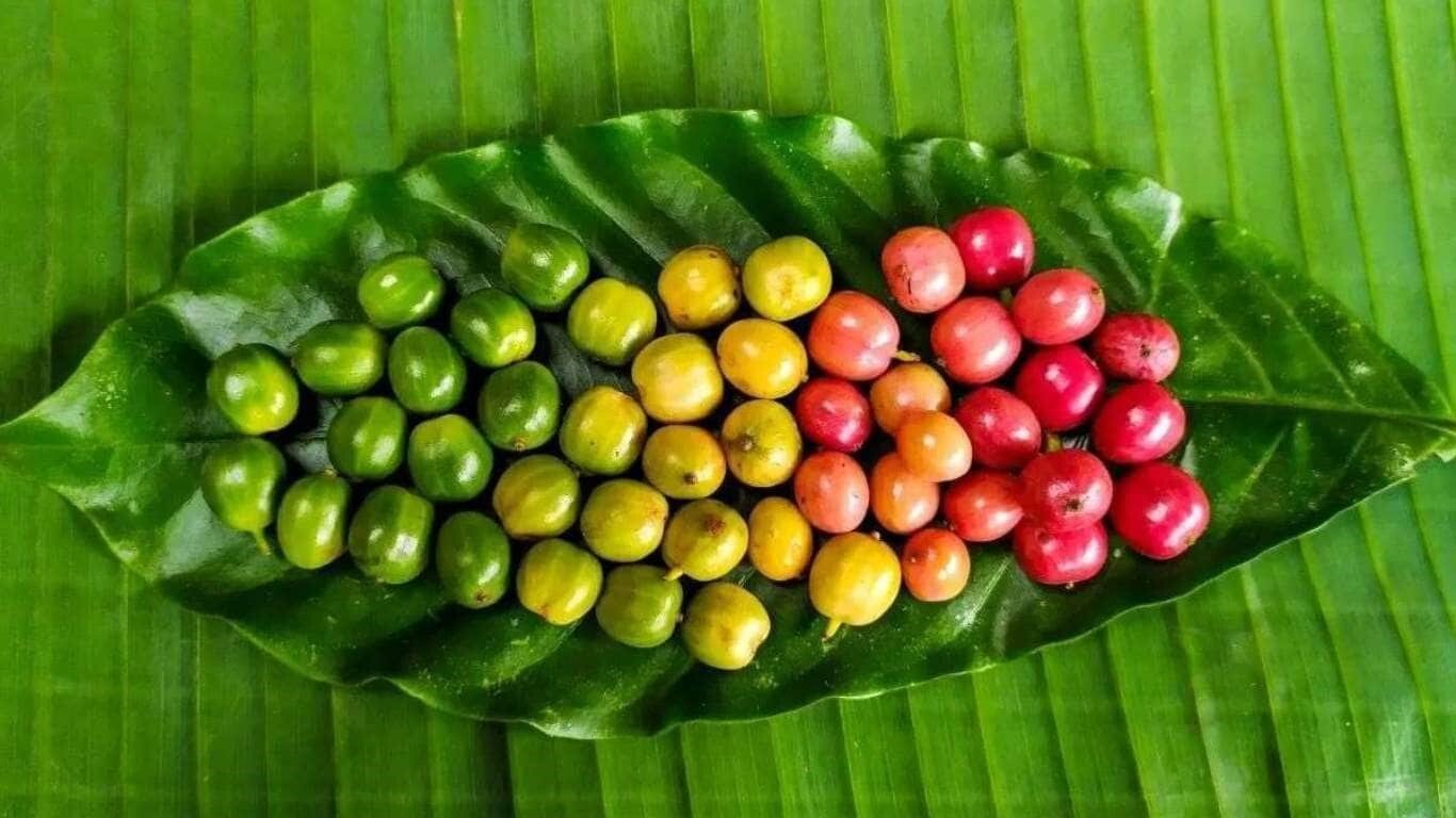 نکات موثر برای خرید قهوه