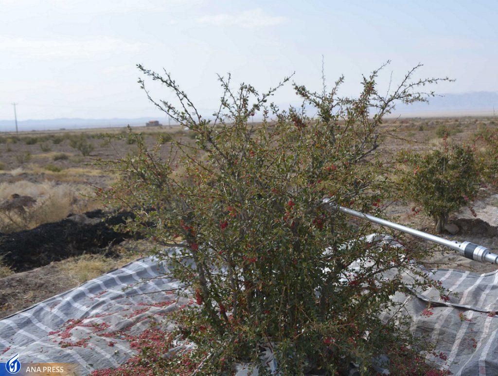 سلیمی‌فرد////////////////////////////////////