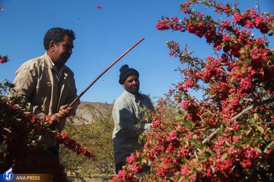 سلیمی‌فرد////////////////////////////////////