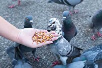 تاثیر مثبت تغذیه پرندگان بر روان انسان