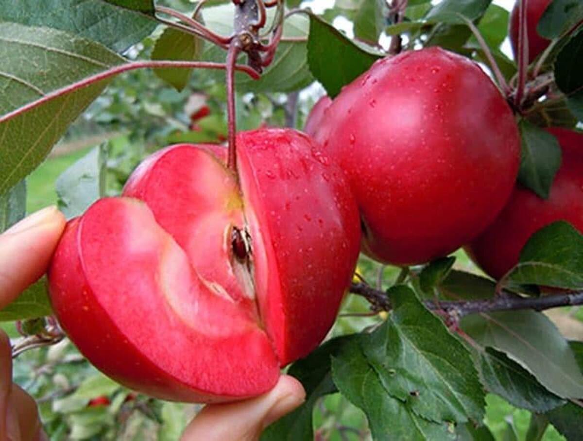احیای گونه‌های باستانی سیب با تحقیقات علمی ممکن شد