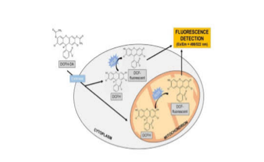شناسایی یک پپتید ضد میکروبی جدید به عنوان نسل تازهای از آنتیبیوتیکهای مؤثر در حوزه درمان شناسایی یک پپتید ضد میکروبی جدید به عنوان نسل تازهای از آنتیبیوتیکهای مؤثر در حوزه درمان