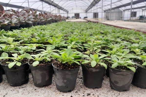 تولید و تکثیر قارچکُش گیاهی فناور به روش ضدبیولوژیکی/ با قارچکُشهای شیمیایی خداحافظی کنید تولید و تکثیر قارچکُش گیاهی فناور به روش ضدبیولوژیکی/ با قارچکُشهای شیمیایی خداحافظی کنید