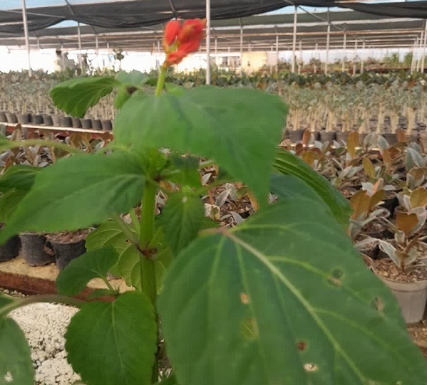 تولید و تکثیر قارچکُش گیاهی فناور به روش ضدبیولوژیکی/ با قارچکُشهای شیمیایی خداحافظی کنید تولید و تکثیر قارچکُش گیاهی فناور به روش ضدبیولوژیکی/ با قارچکُشهای شیمیایی خداحافظی کنید