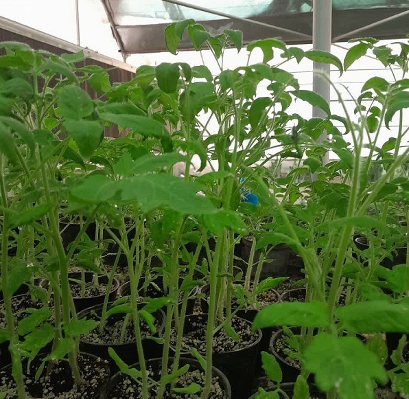 تولید و تکثیر قارچکُش گیاهی فناور به روش ضدبیولوژیکی/ با قارچکُشهای شیمیایی خداحافظی کنید تولید و تکثیر قارچکُش گیاهی فناور به روش ضدبیولوژیکی/ با قارچکُشهای شیمیایی خداحافظی کنید