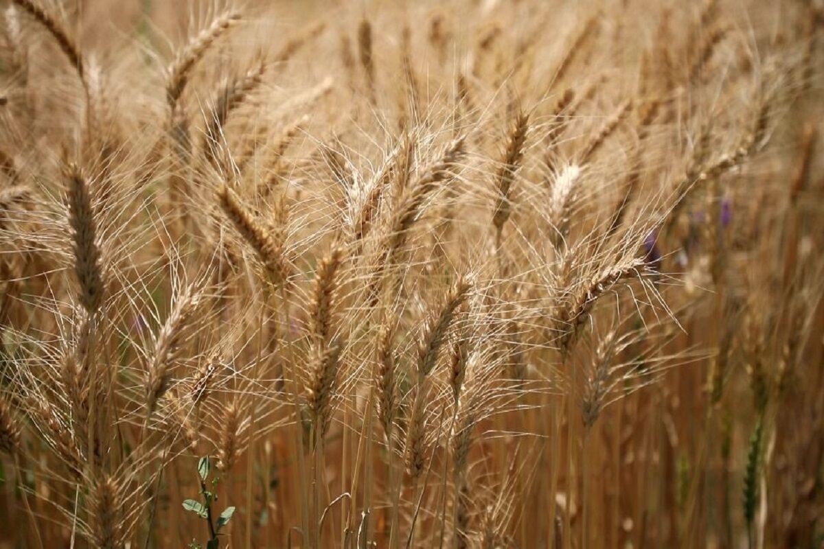پیش بینی تولید 13.5 میلیون تن گندم در سال جاری