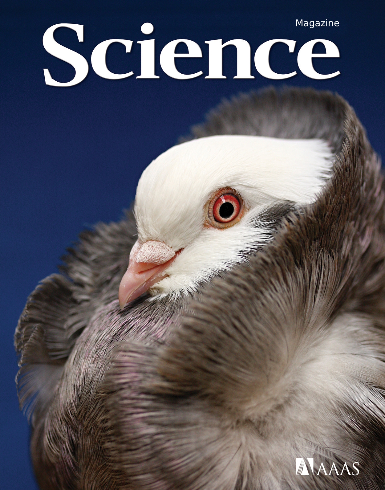 هفته سوم دسامبر/ از «استعداد‌های پر شمار کبوتر‌ها» تا «داستان مشکوک سیاره نهم!»