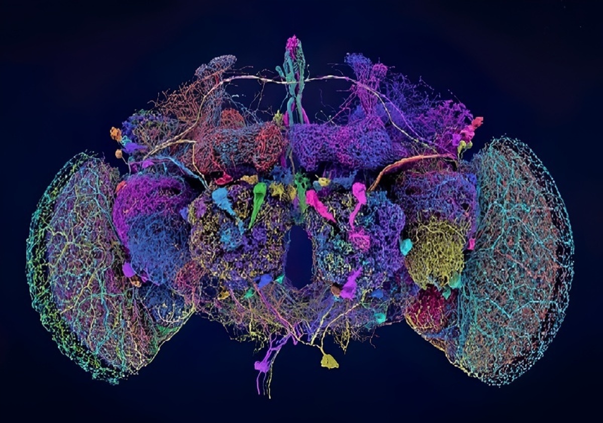 چرا نقشه‌برداری مغز مگس از مهمترین اتفاق‌های علمی ۲۰۲۴ بود؟ +فیلم