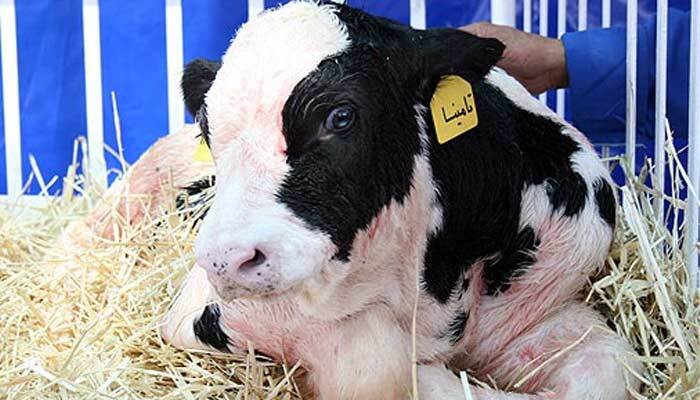 از شبیه سازی حیوانات آزمایشگاهی تا تولید داروهای نوترکیب از شبیه سازی حیوانات آزمایشگاهی تا تولید داروهای نوترکیب