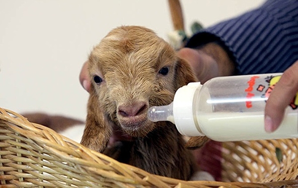 از شبیه سازی حیوانات آزمایشگاهی تا تولید داروهای نوترکیب از شبیه سازی حیوانات آزمایشگاهی تا تولید داروهای نوترکیب