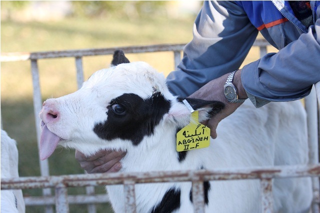 از شبیه سازی حیوانات آزمایشگاهی تا تولید داروهای نوترکیب از شبیه سازی حیوانات آزمایشگاهی تا تولید داروهای نوترکیب