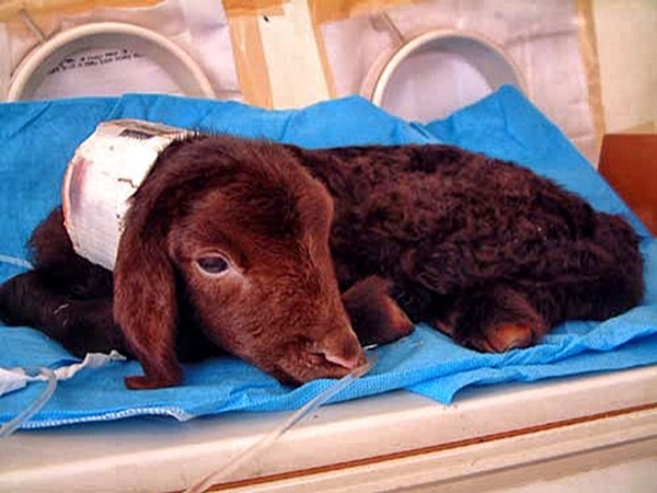 از شبیه سازی حیوانات آزمایشگاهی تا تولید داروهای نوترکیب از شبیه سازی حیوانات آزمایشگاهی تا تولید داروهای نوترکیب