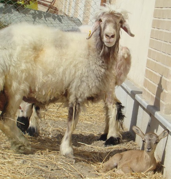 از شبیه سازی حیوانات آزمایشگاهی تا تولید داروهای نوترکیب از شبیه سازی حیوانات آزمایشگاهی تا تولید داروهای نوترکیب