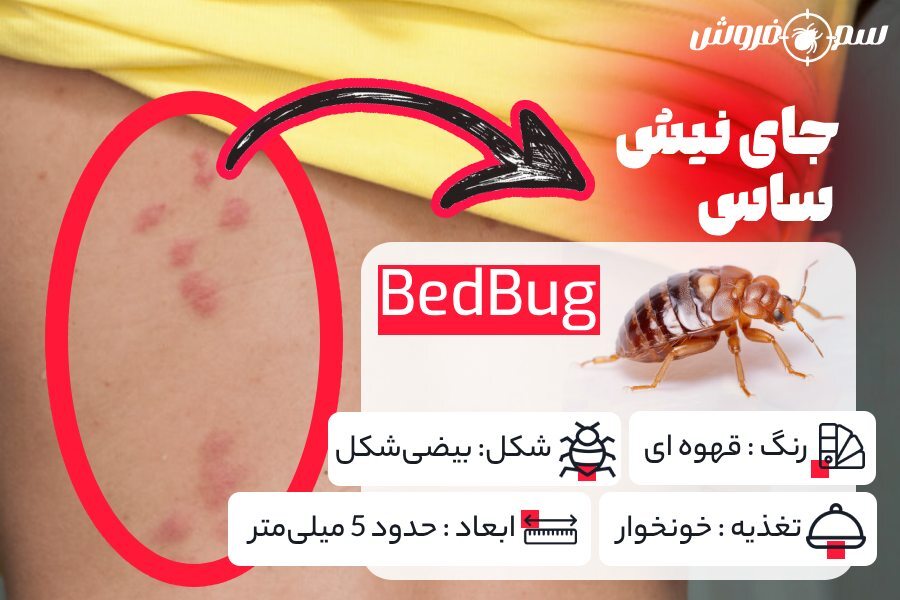 بهترین سم برای از بین بردن ساس تختخوابی