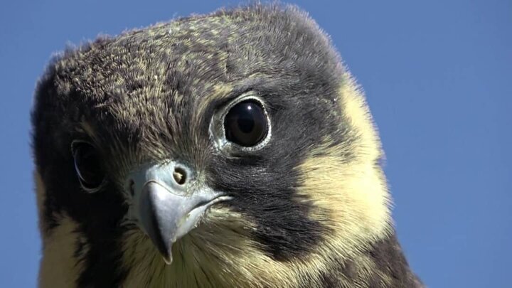 «شاهین لیل» امروز به شکار سیمرغ می‌رود/ پرنده کمیاب کوهستان سوژه مستند شد////