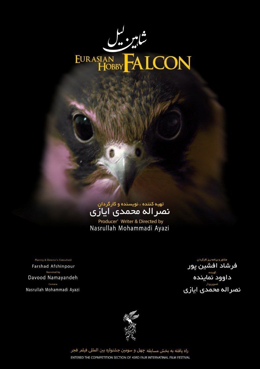 «شاهین لیل» امروز به شکار سیمرغ میرود/ پرنده کمیاب کوهستان سوژه مستند شد//// «شاهین لیل» امروز به شکار سیمرغ میرود/ پرنده کمیاب کوهستان سوژه مستند شد////