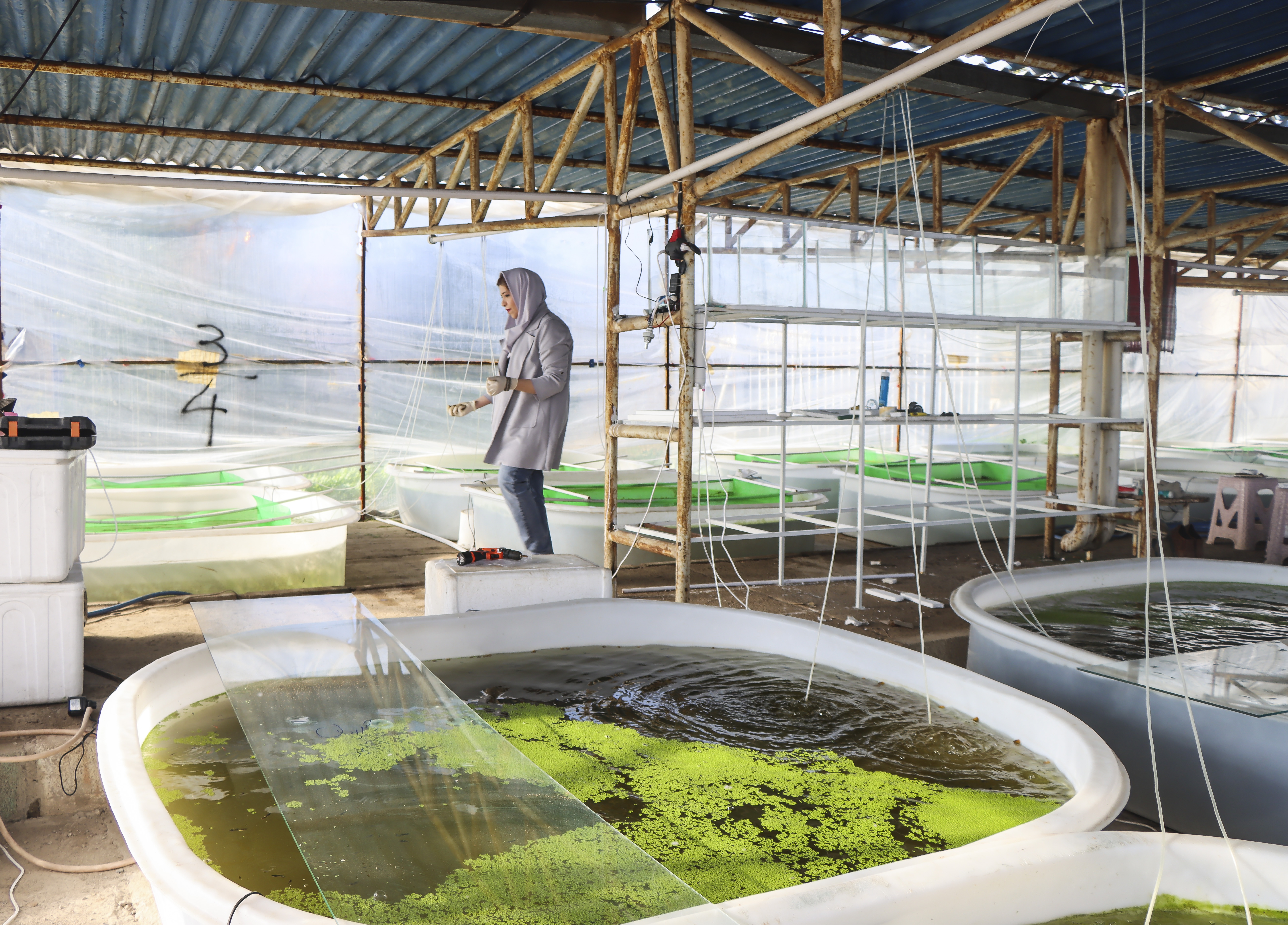 تبدیل دانشگاه آزاد اهواز به قطب ماهیان زینتی غرب کشور؛ طرح درآمدزای جدید با سرمایه یک میلیارد تومانی کلید خورد تبدیل دانشگاه آزاد اهواز به قطب ماهیان زینتی غرب کشور؛ طرح درآمدزای جدید با سرمایه یک میلیارد تومانی کلید خورد