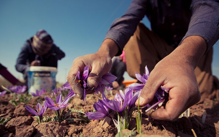 زعفران ایرانی در افغانستان زعفران ایرانی در افغانستان