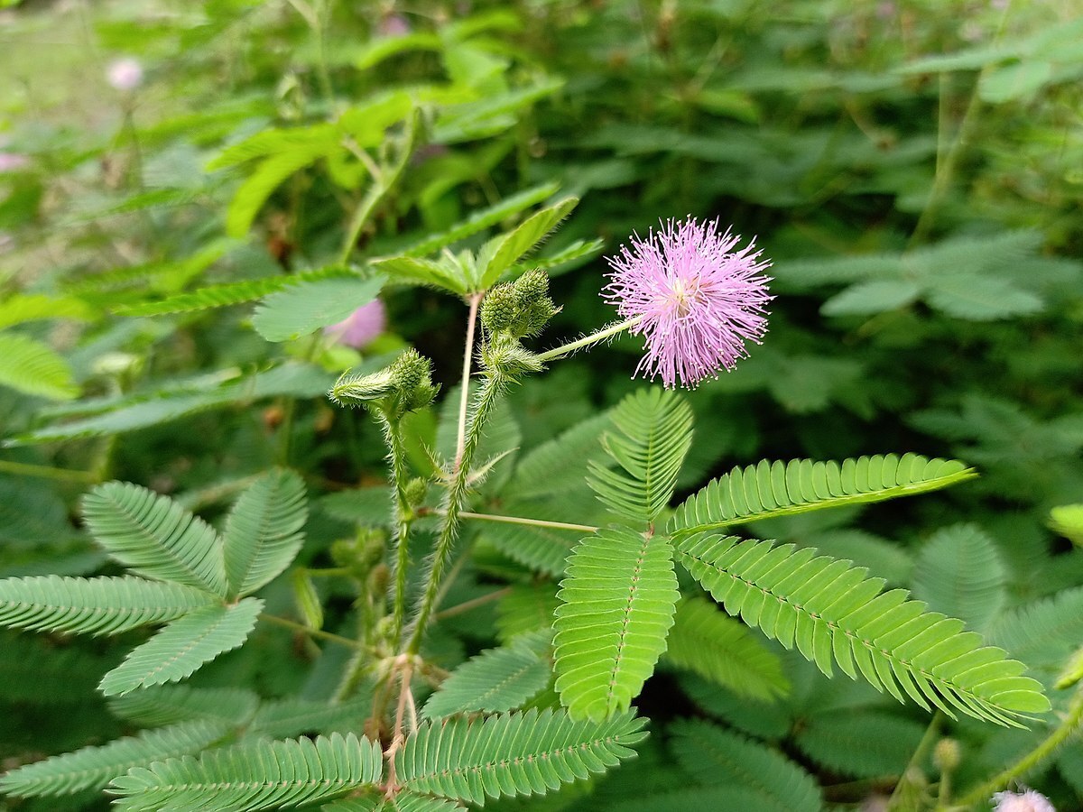 گیاهی که به لمس کردن حساس است +فیلم