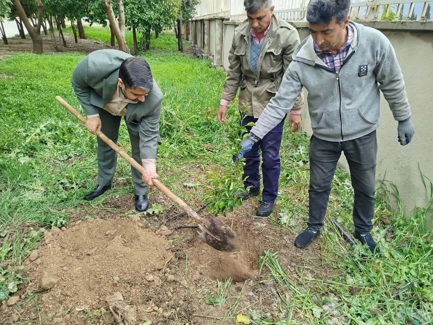 امید در دانشگاه آزاد شکوفا شد؛ نهال‌هایی برای آینده‌ سبزتر