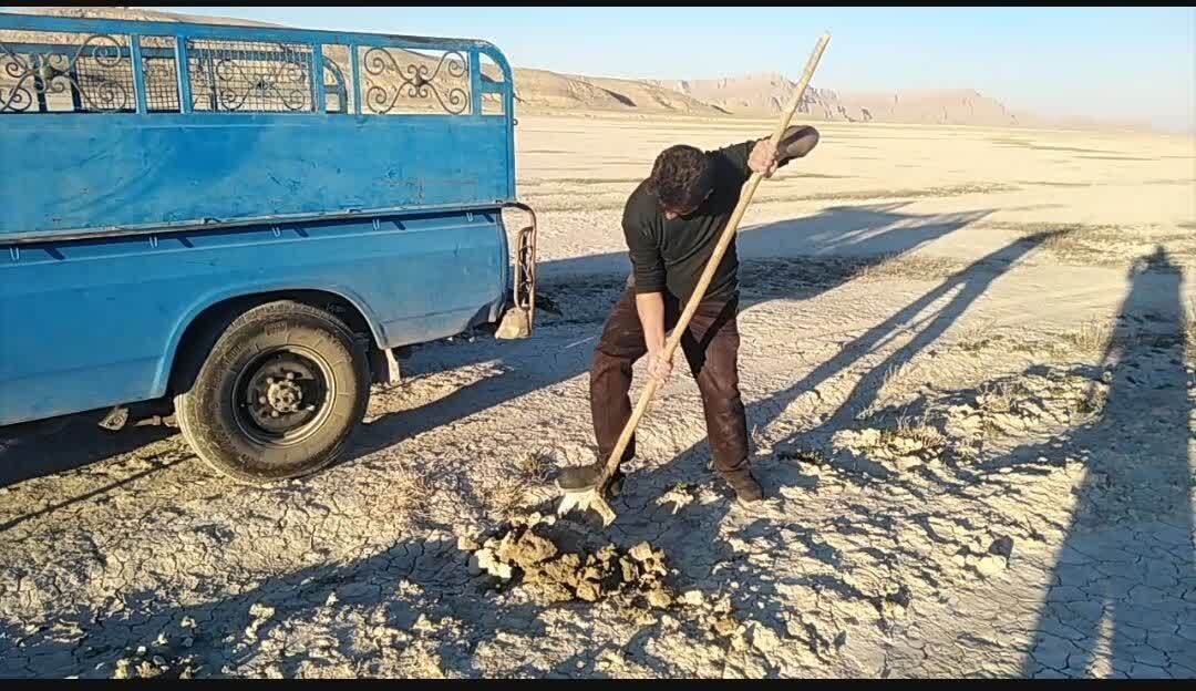 امید در دانشگاه آزاد شکوفا شد؛ نهال‌هایی برای آینده‌ سبزتر