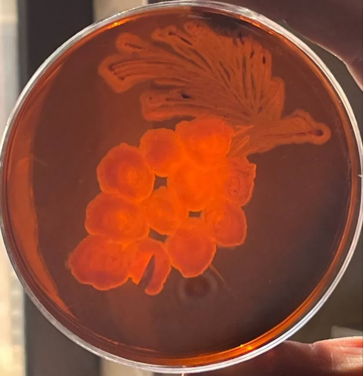 خلق آثار هنری با استفاده از باکتری‌ها