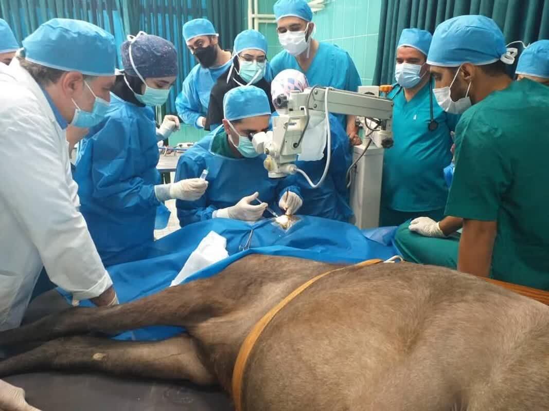 نگاهی دوباره به زندگی؛ عمل موفقیتآمیز کاتاراکت حیوانات در بیمارستان دامپزشکی تبریز نگاهی دوباره به زندگی؛ عمل موفقیتآمیز کاتاراکت حیوانات در بیمارستان دامپزشکی تبریز