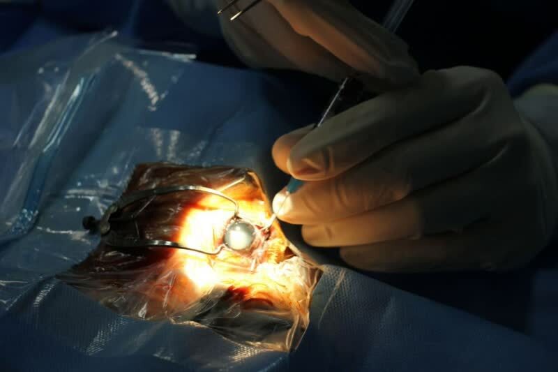 نگاهی دوباره به زندگی؛ عمل موفقیت‌آمیز کاتاراکت حیوانات در بیمارستان دامپزشکی تبریز