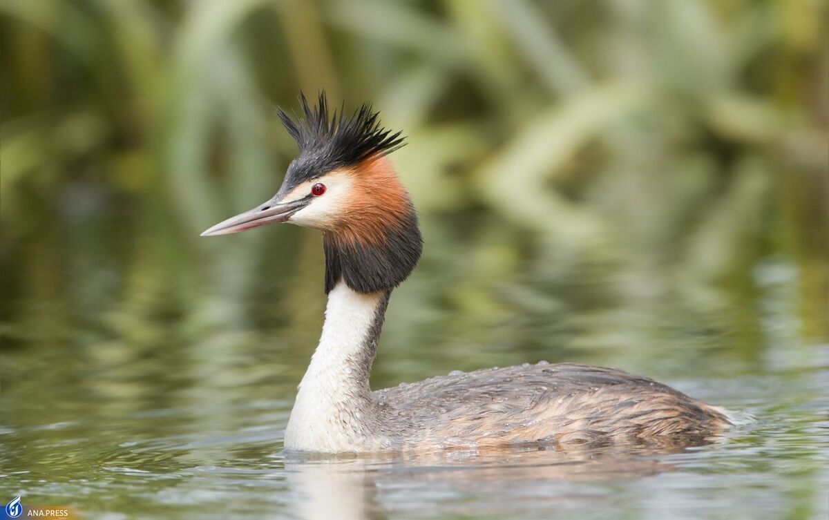 تولید «پرندگان شهر پاریس» و سرگذشت یک بچه کلاغ////// تولید «پرندگان شهر پاریس» و سرگذشت یک بچه کلاغ//////