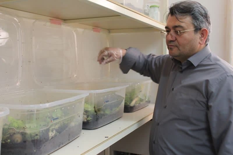 یک تیر و چند نشان با پرورش حلزون کُلاژنساز یک تیر و چند نشان با پرورش حلزون کُلاژنساز