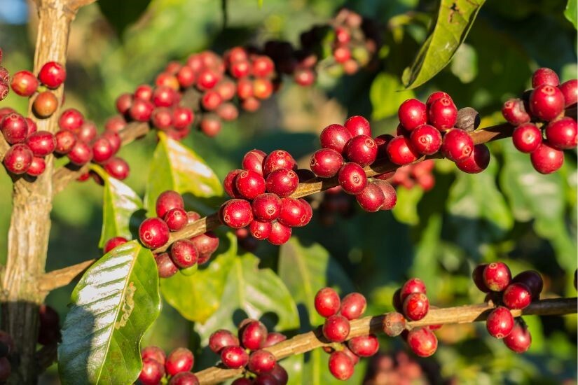 مهم ترین نکات برای خرید قهوه عربیکا و خرید قهوه روبوستا چیست؟ مهم ترین نکات برای خرید قهوه عربیکا و خرید قهوه روبوستا چیست؟