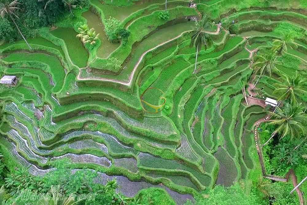 کشاورزی و سیستم‌های آبیاری ایران باستان