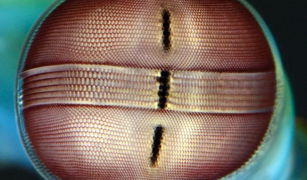 دهان‌پا پیچیده‌ترین چشمان را در قلمروی جانوران دارد!  