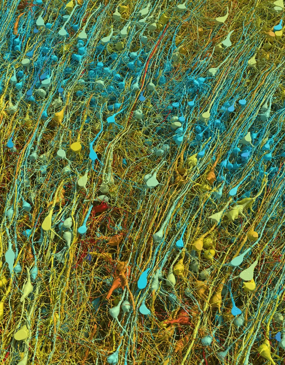 نقشهبرداری سه بعدی از مغز انسان به اندازه یک دانه خشخاش نقشهبرداری سه بعدی از مغز انسان به اندازه یک دانه خشخاش