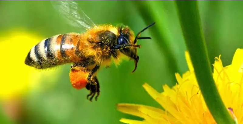 چرا زنبورهای عسل برای ادامه زندگی ما خیلی مهماند؟ چرا زنبورهای عسل برای ادامه زندگی ما خیلی مهماند؟