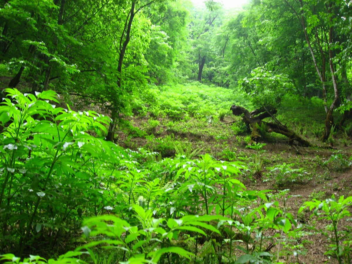 طرح جنگل‌داری چندمنظوره با رویکرد حفاظتی و توسعه توریسم بررسی شد