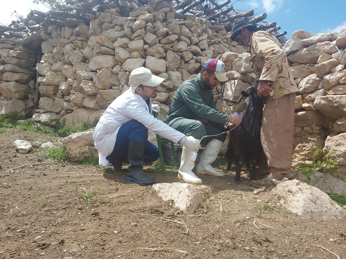 واکسیناسیون ۲۶ هزار رأس دام سبک و سنگین در مناطق محروم چهارمحال و بختیاری واکسیناسیون ۲۶ هزار رأس دام سبک و سنگین در مناطق محروم چهارمحال و بختیاری