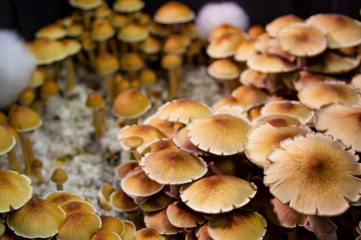 مسمویت 70 نفر با قارچ‌های سمی  افزایش 300 درصدی مسمومیت با قارچ در کشور