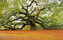 آیا درختان می‌توانند عمر جاودانه داشته باشند؟