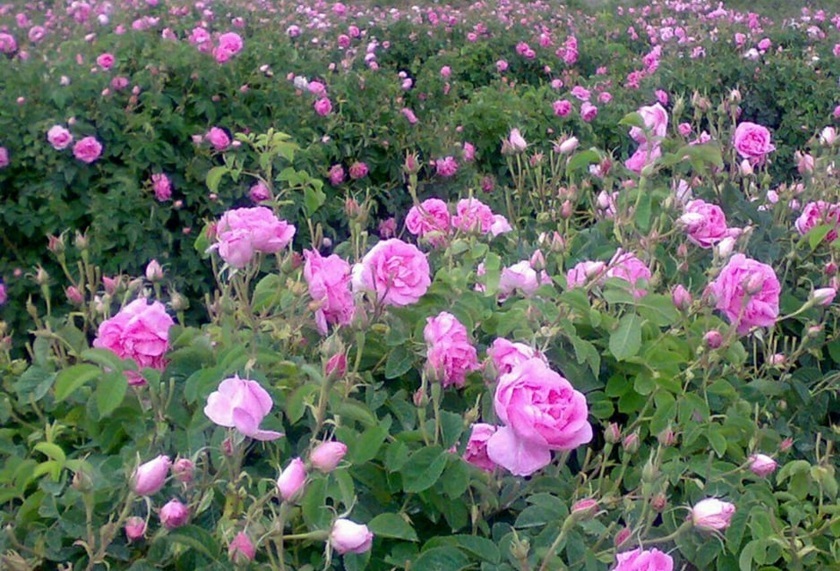 برداشت بیش از ۲۰ تن گندم از مزارع دانشگاه آزاد دهدشت/ کسب درآمد غیرشهریهای از گل محمدی ارگانیک برداشت بیش از ۲۰ تن گندم از مزارع دانشگاه آزاد دهدشت/ کسب درآمد غیرشهریهای از گل محمدی ارگانیک