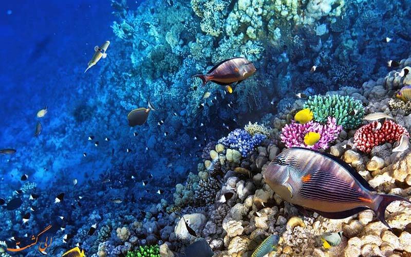 حقایقی که باید در مورد کره زمین بدانیم/ چرا مدیون نهنگ‌ها هستیم؟!