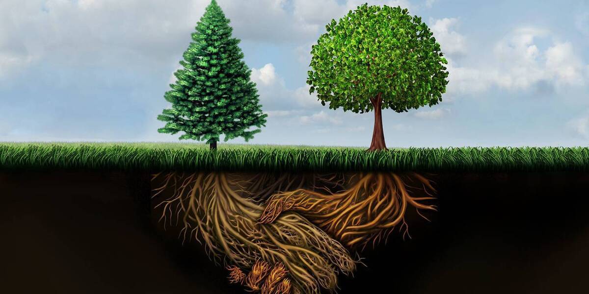 حقایقی که باید در مورد کره زمین بدانیم/ چرا مدیون نهنگ‌ها هستیم؟!