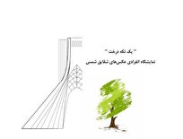 برپایی نمایشگاه عکس «یک تکه درخت» در برج آزادی