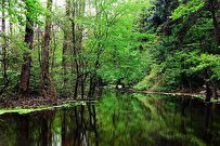 رشد ۱۵ درصدی مساحت جنگل‌های ایران