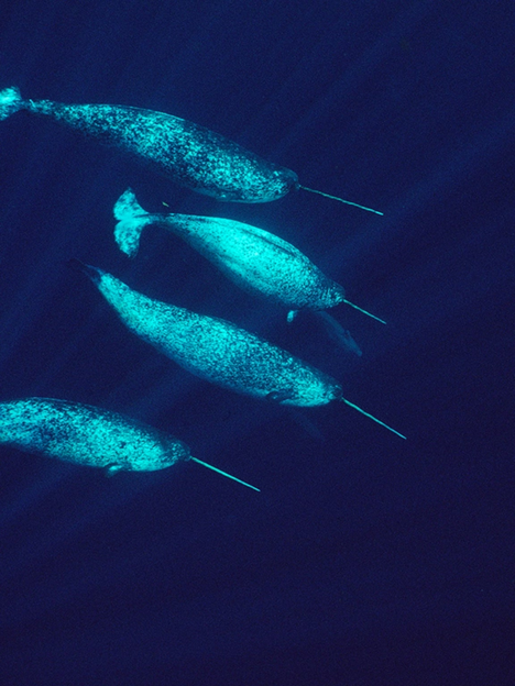 آیا نهنگ‌ها می‌توانند شاخ داشته باشند؟!